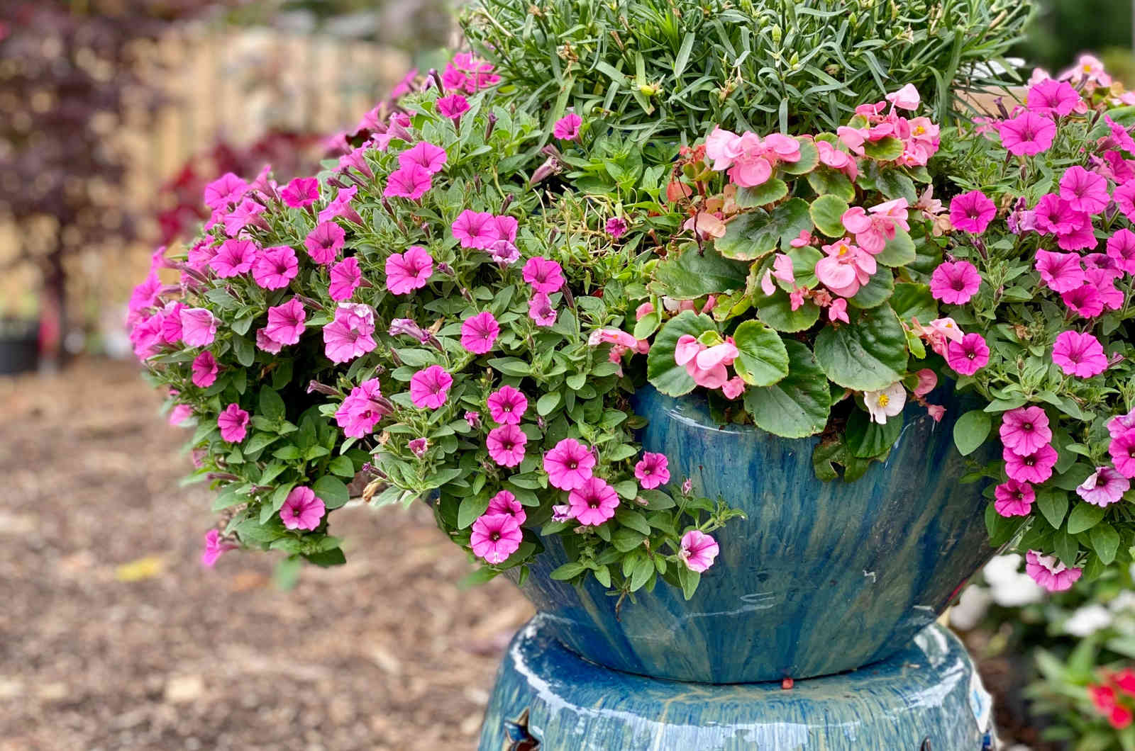 Strawberry Planter Collection