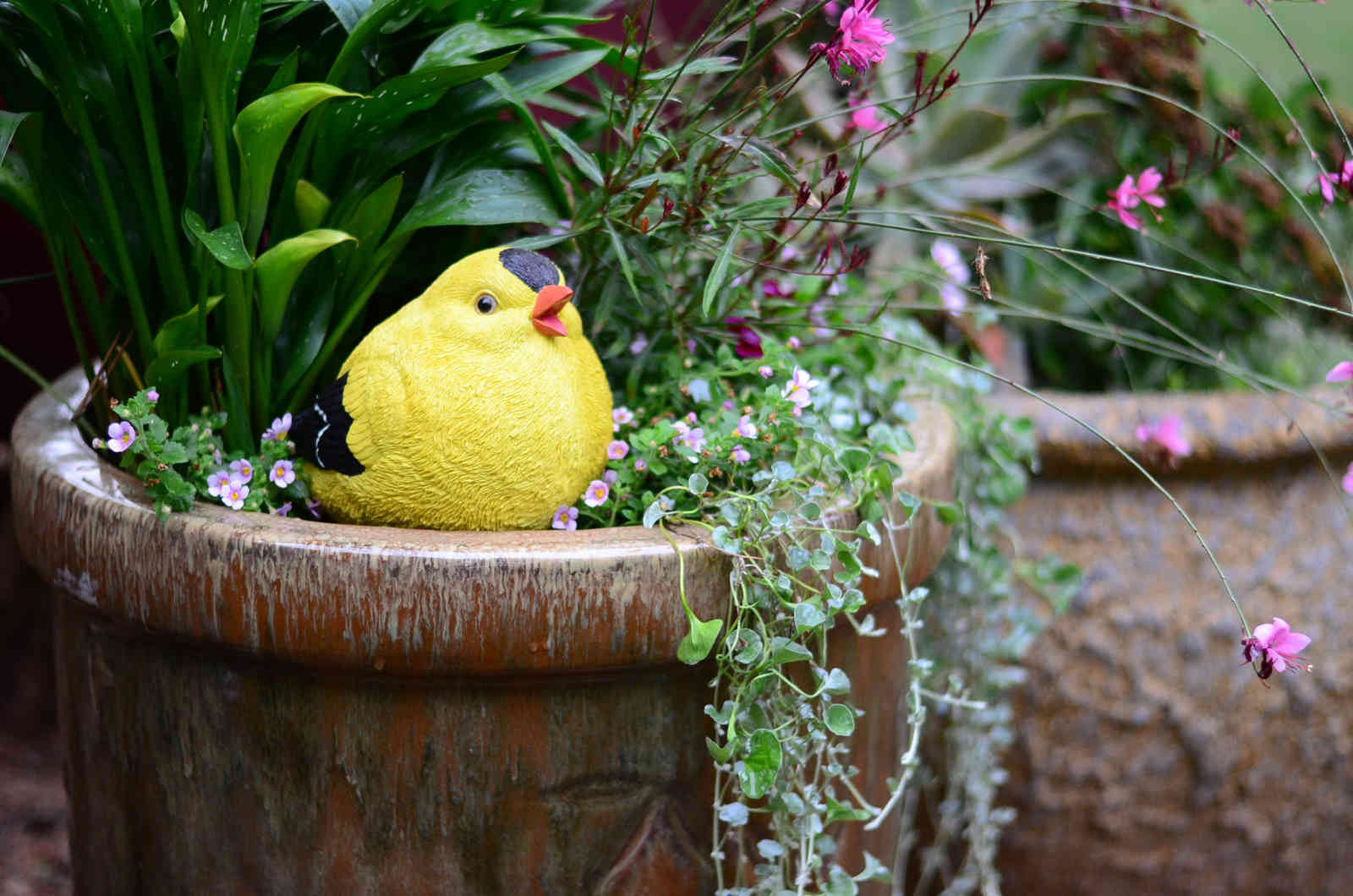 Feathered Friends Collection